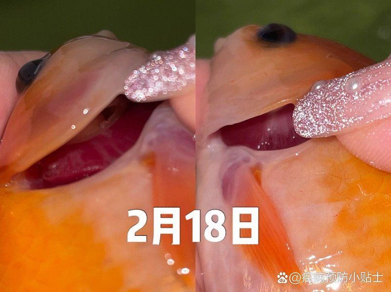 魚爛鰓病最快多久能治愈，魚爛鰓病最快多久能治愈龍魚跳缸后多久會恢復