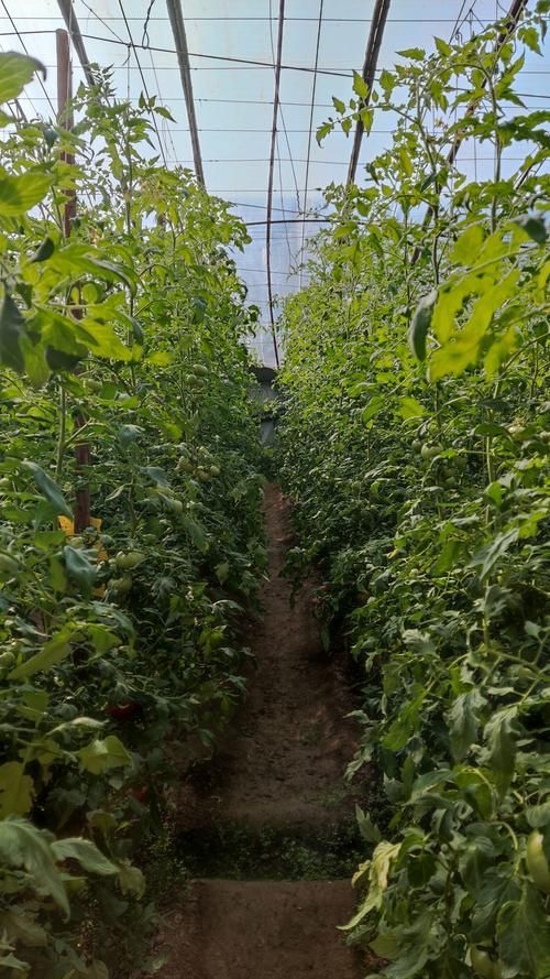 植物黑斑病有哪些抗病品種，關于植物黑斑病的一些建議