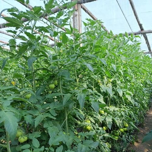 植物黑斑病有哪些抗病品種，關于植物黑斑病的一些建議