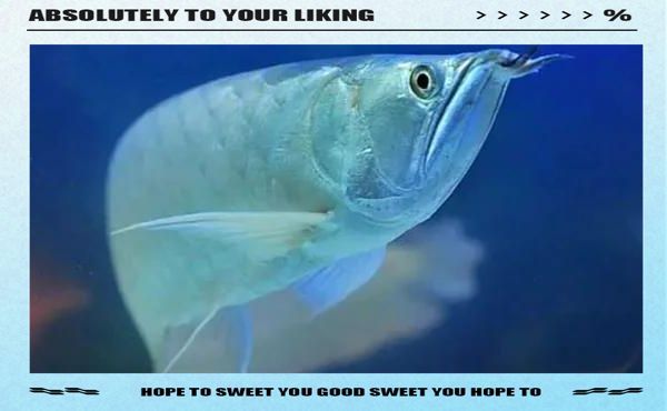 銀龍魚掉鱗后應該如何治療，銀龍魚掉鱗后應該如何治療，銀龍魚掉鱗后的治療方法