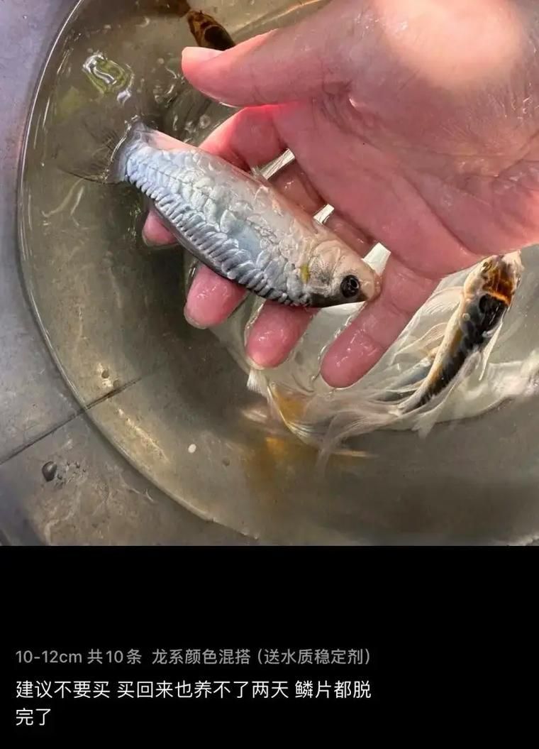 給我一些關(guān)于德魯斯龍魚的圖片，德魯斯龍魚品種鑒別指南，