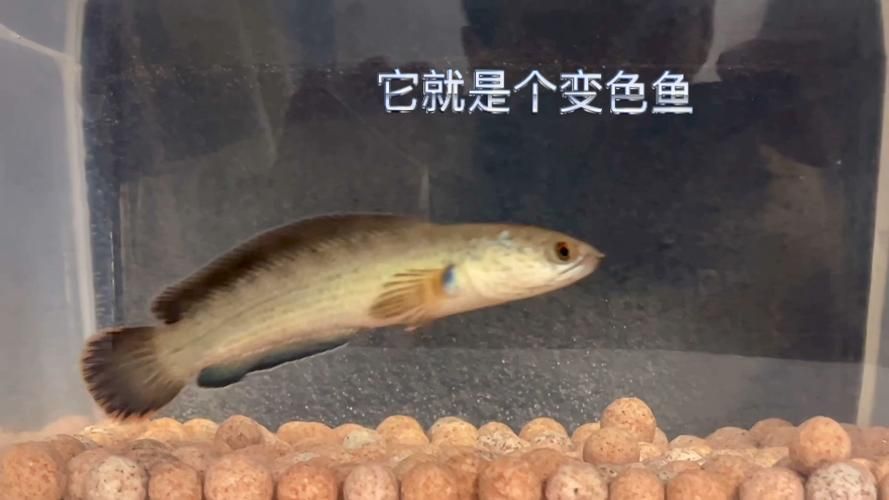給我一些紅龍魚變色過程的圖片，紅龍魚變色過程中有哪些注意事項？