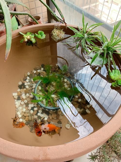 如何預防金魚再次爛尾，arxiv論文助手預防金魚再次爛尾思考完成arxiv論文助手