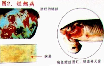 細菌性魚病有什么特點，細菌性魚病是水產養殖中最常見、危害最大的魚類疾病之一