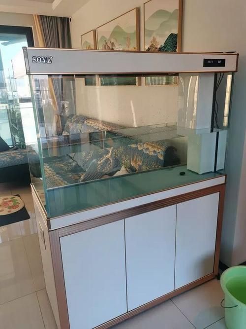 白子龍魚適合哪些水族箱？，淺談白子龍魚水族箱配置