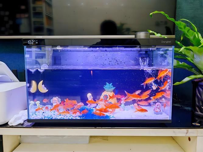 白子龍魚適合哪些水族箱？，淺談白子龍魚水族箱配置