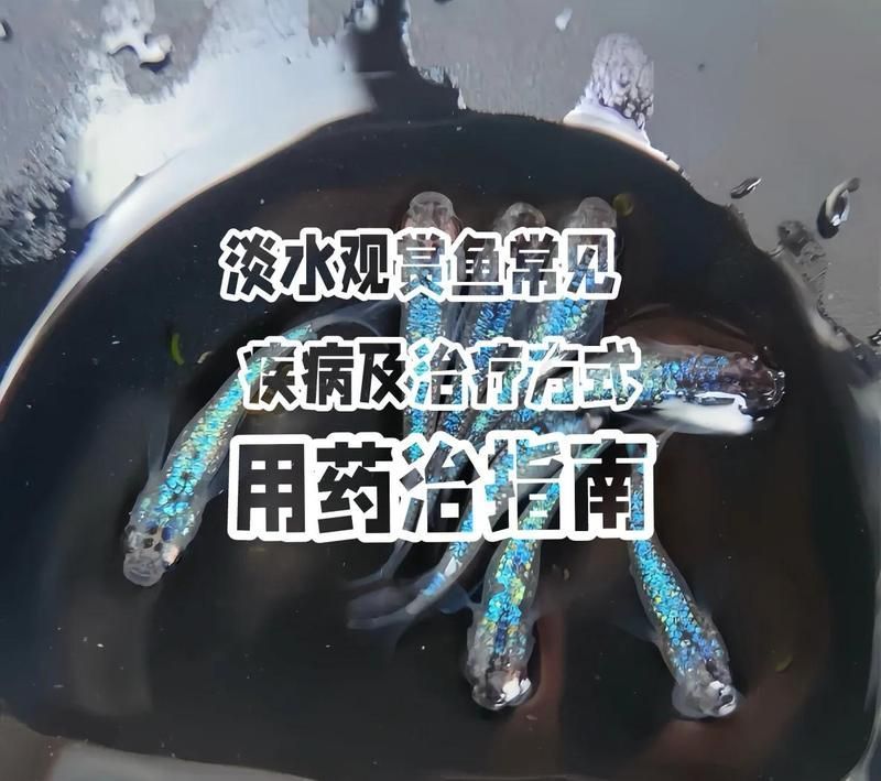 哪些藥物可以幫助魚恢復，哪些藥物可以幫助魚恢復健康康復的核心藥物是魚病康復的核心