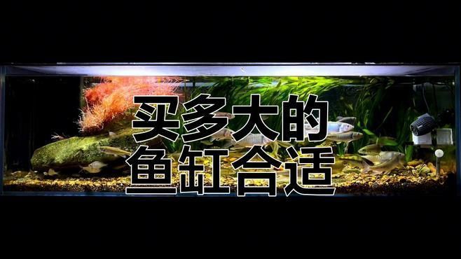 魚缸多大適合家庭養魚？