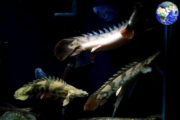 都杰爾西恐龍魚的價格是多少？
