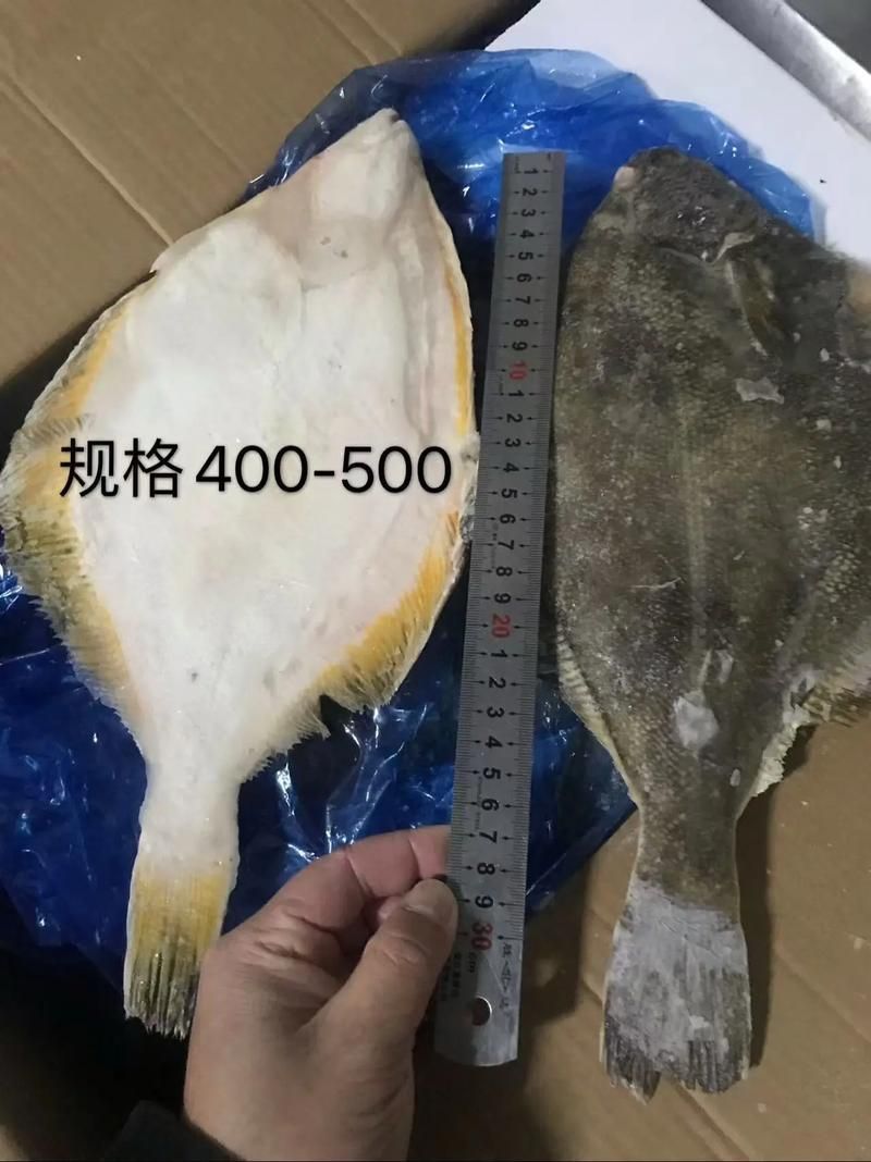 如何區分黃寬帶蝴蝶魚的性別？