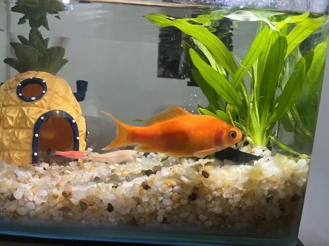 如何判斷曼龍魚是否生病，如何判斷曼龍魚是否生病是否生病