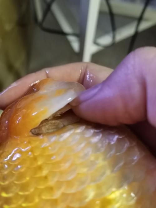如何判斷曼龍魚是否生病，如何判斷曼龍魚是否生病是否生病