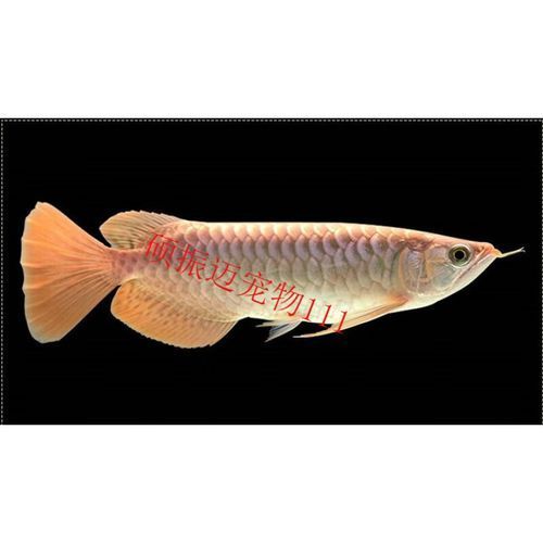 新加坡龍魚的市場價格，新加坡龍魚市場價格受到多種因素影響