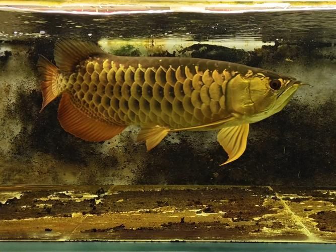 給我一些東源龍魚養殖的圖片和視頻