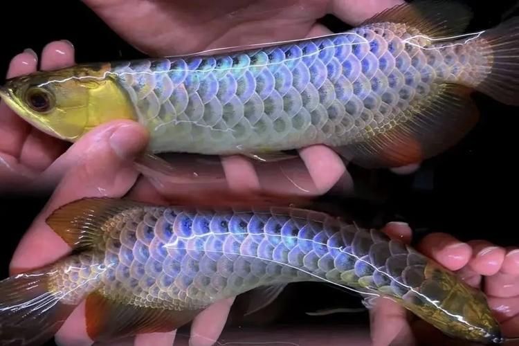 給我一些東源龍魚養殖的圖片和視頻