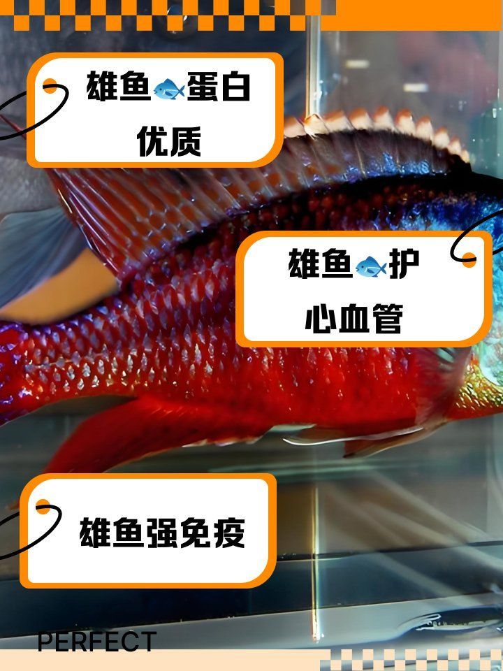 雄魚(yú)和龍頭魚(yú)哪個(gè)更有營(yíng)養(yǎng)