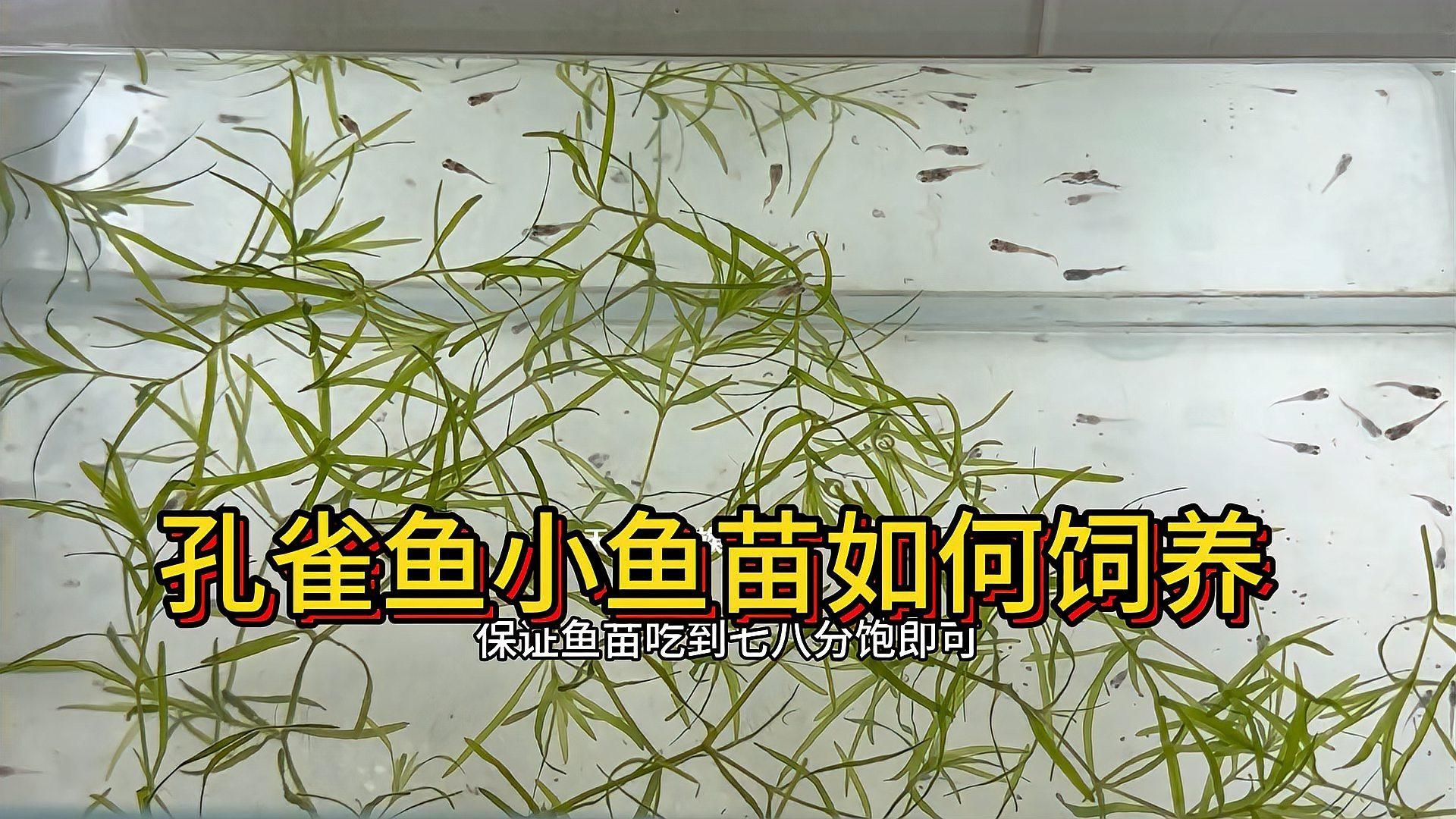 25天的小孔雀魚吃什么，25天的小孔雀魚吃什么,小孔雀魚吃什么