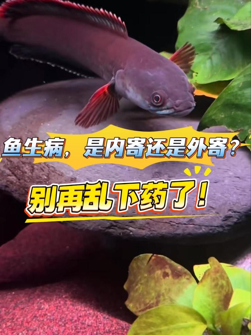 如何判斷龍魚是否感染內外寄生蟲，龍魚感染內外寄生蟲后如何區分龍魚感染內外寄生蟲