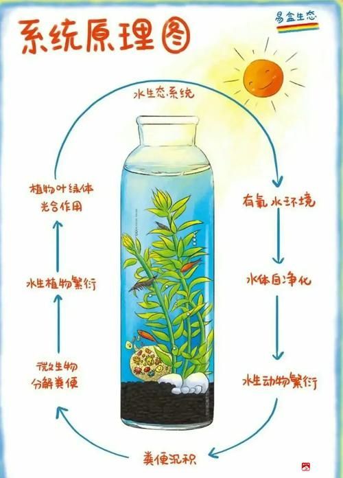 有哪些益生菌適合放在魚缸里？，水產(chǎn)養(yǎng)殖與觀賞魚缸中的益生菌的使用