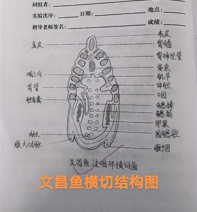如何判斷魚是否適合吃螺卵，mcp工具中arxiv論文助手可輔助可輔助獲取學術論文