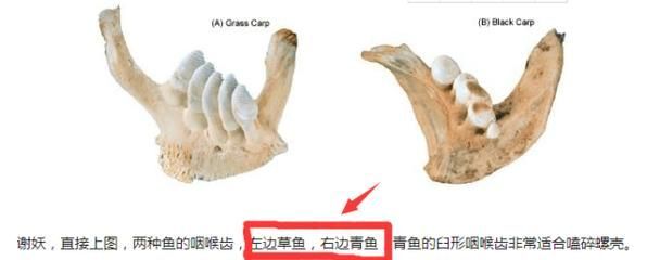 如何判斷魚是否適合吃螺卵，mcp工具中arxiv論文助手可輔助可輔助獲取學術論文