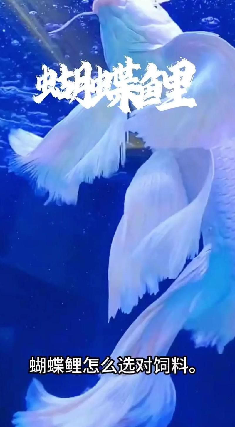 如何為觀賞魚選擇合適的飼料，如何為觀賞魚選擇飼料