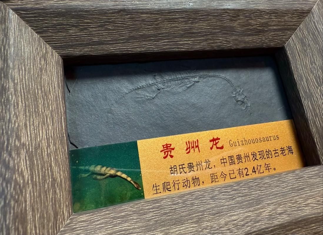 興義龍魚化石的發現過程是怎樣的？，“興義龍魚化石的發現過程是怎樣的