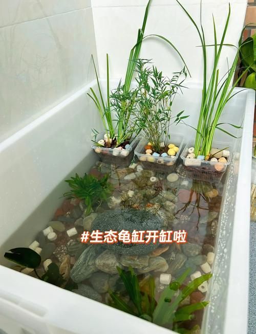 買龍龜的十大忠告，買龍龜的十大忠告（1000字+配圖指南）