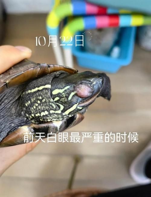 買龍龜的十大忠告，買龍龜的十大忠告（1000字+配圖指南）