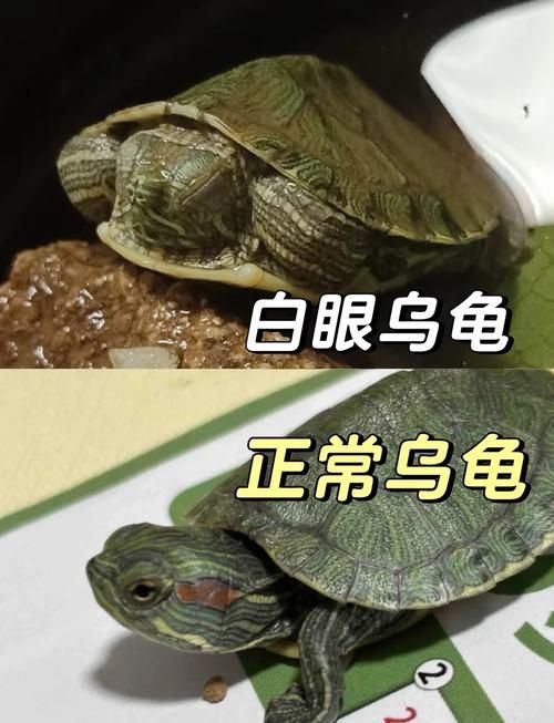 買龍龜的十大忠告，買龍龜的十大忠告（1000字+配圖指南）