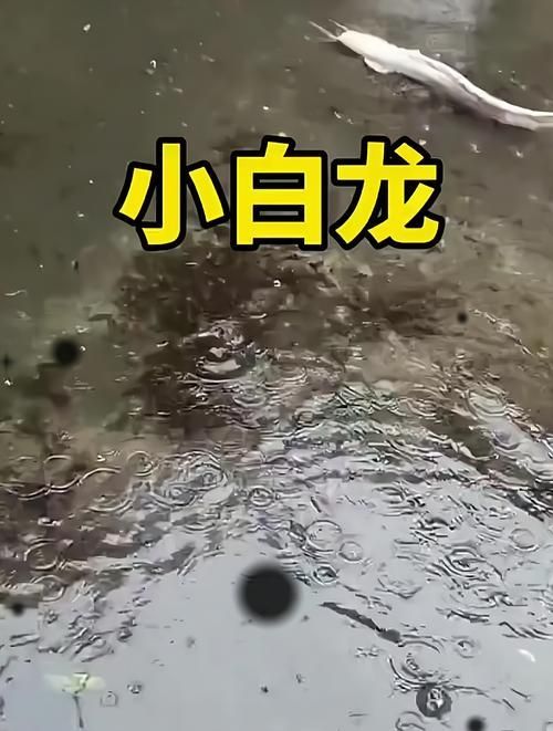 給我一些關(guān)于小白龍魚(yú)的圖片，小白龍魚(yú)是什么魚(yú)？