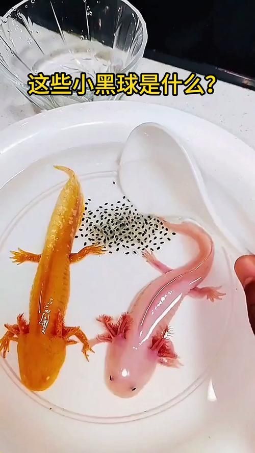 給我一些關(guān)于小白龍魚的圖片，小白龍魚是什么魚？