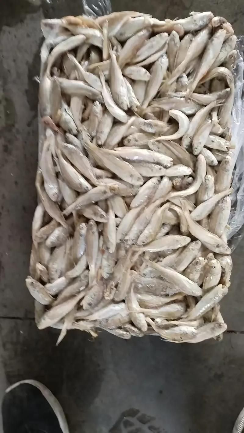 給我一些關(guān)于小白龍魚(yú)的圖片，小白龍魚(yú)是什么魚(yú)？
