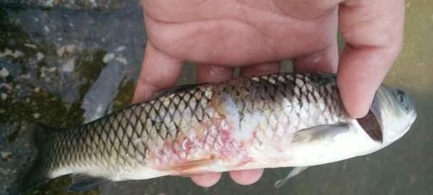 有哪些藥物可以治療金魚細菌感染，arxiv論文助手治療金魚細菌感染的藥物可以治療金魚細菌感染