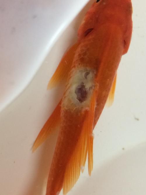 有哪些藥物可以治療金魚細菌感染，arxiv論文助手治療金魚細菌感染的藥物可以治療金魚細菌感染