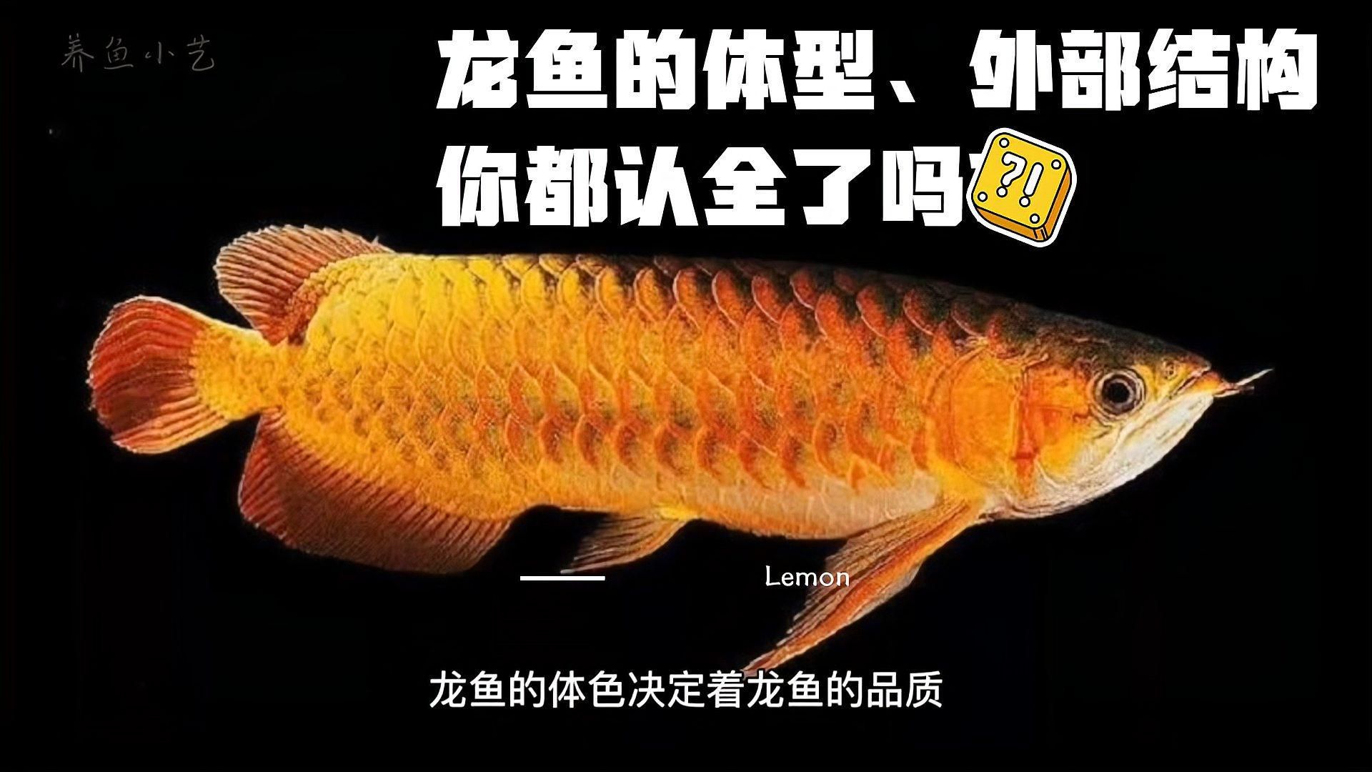如何區(qū)分大港龍魚和普通龍魚，如何區(qū)分大港龍魚和普通龍魚不存在“大港龍魚”這一官方或公認(rèn)