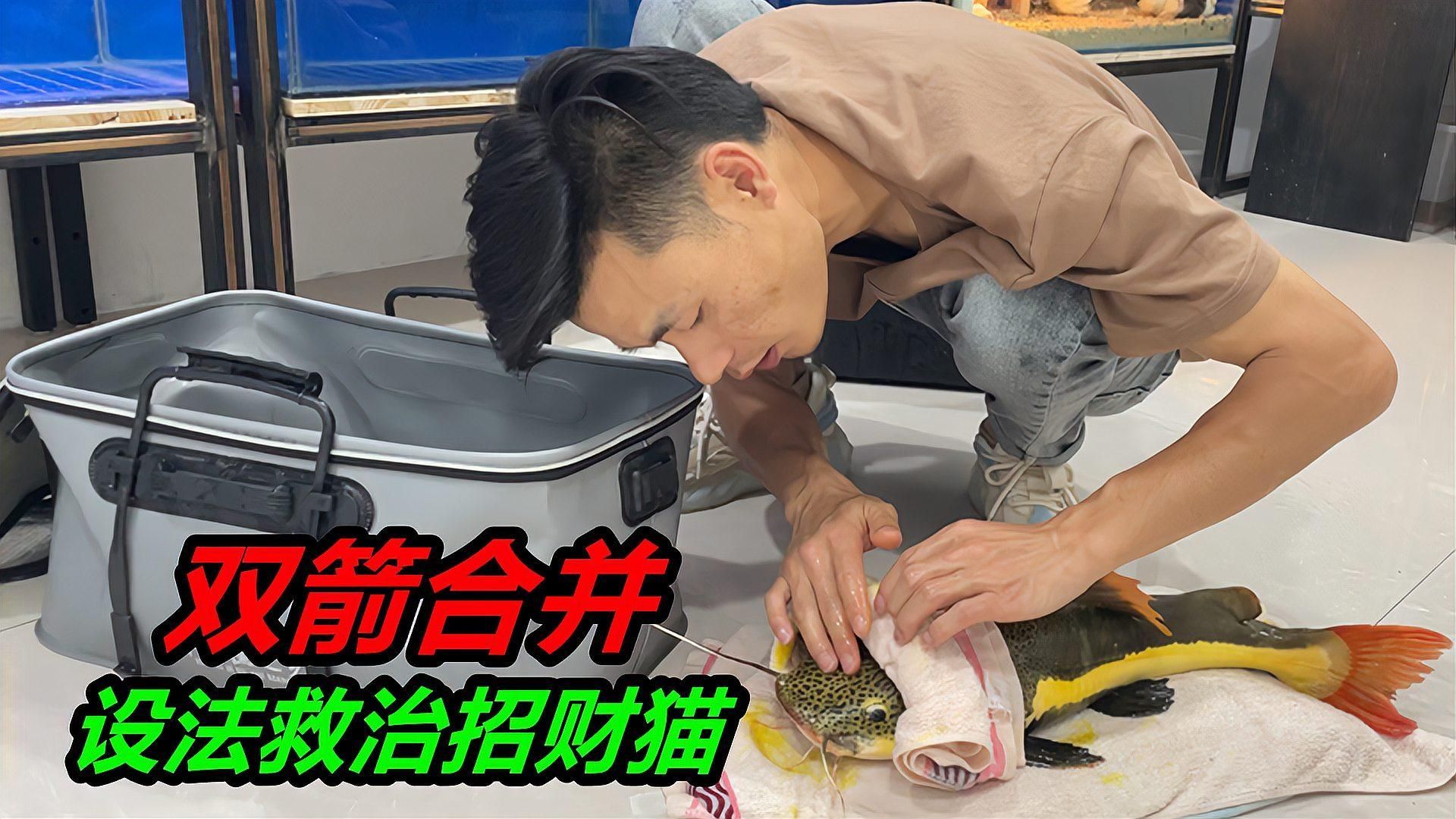 有哪些常見的魚類潰爛病癥，常見的魚類潰爛病癥及其特點