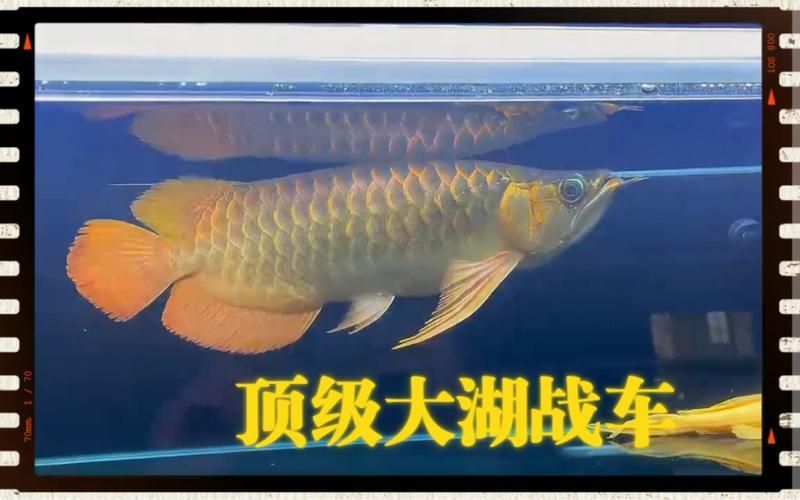 戰車龍魚有哪些常見品種？，戰車龍魚的常見品種