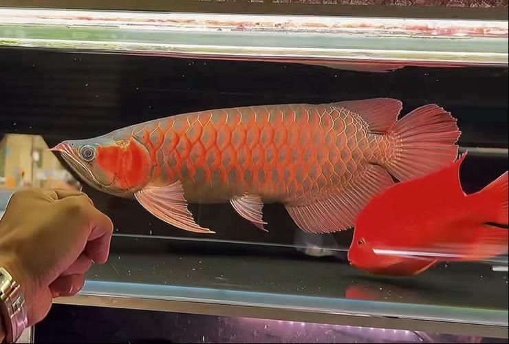 戰車龍魚有哪些常見品種？，戰車龍魚的常見品種