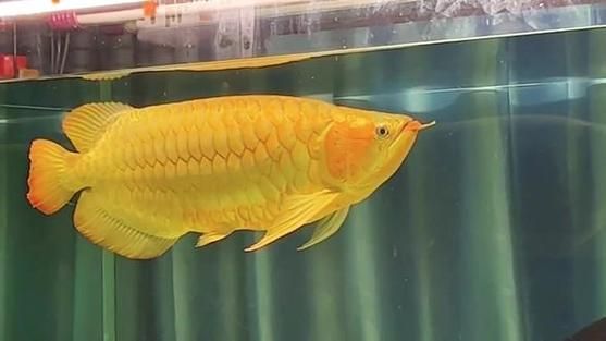 戰車龍魚有哪些常見品種？，戰車龍魚的常見品種