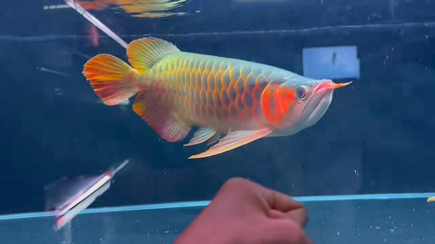 戰車龍魚有哪些常見品種？，戰車龍魚的常見品種