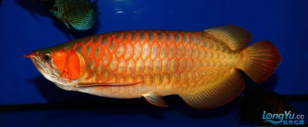 戰車龍魚有哪些常見品種？，戰車龍魚的常見品種