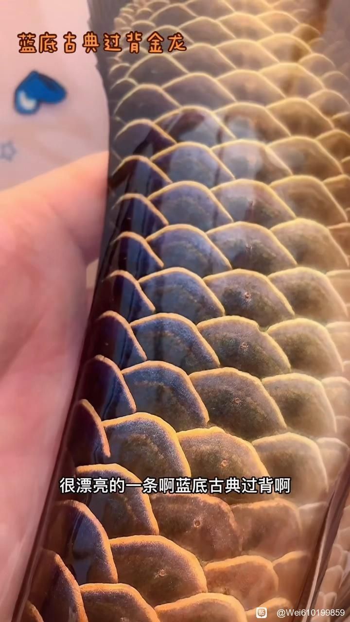 秦安龍魚有哪些品種？，秦安及周邊觀賞魚市場龍魚品種對比清單秦安龍魚品種對比