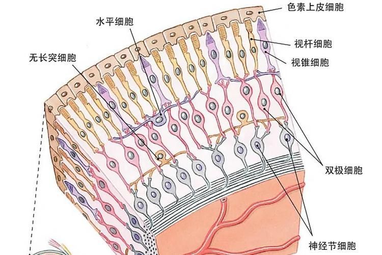 如何預防魚眼白膜的發生，如何預防魚眼白膜
