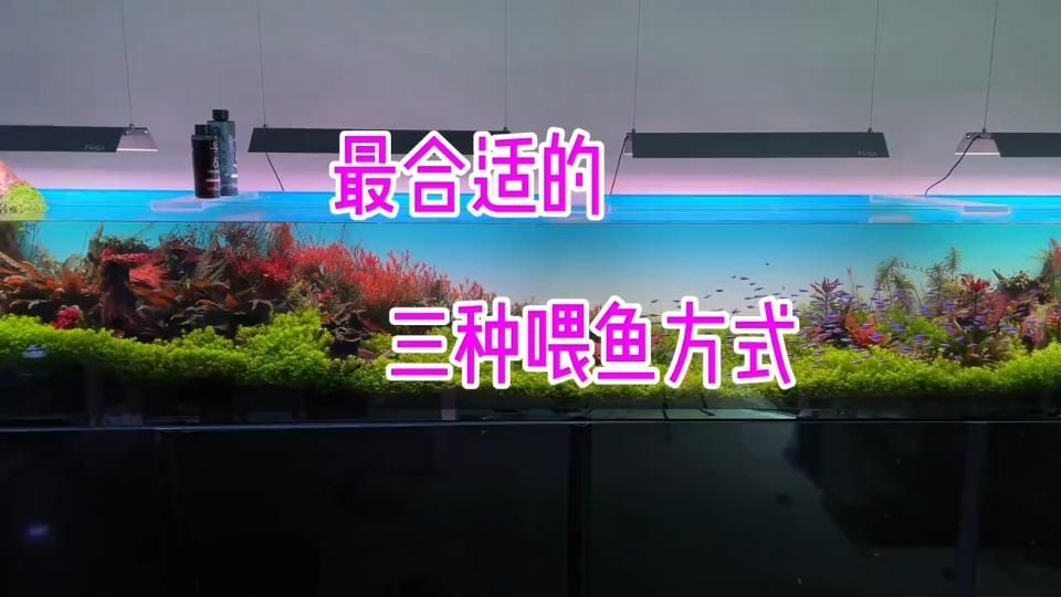 如何判斷哪些食物對魚鰭充血有害，如何判斷“正確投喂vs對魚鰭充血”