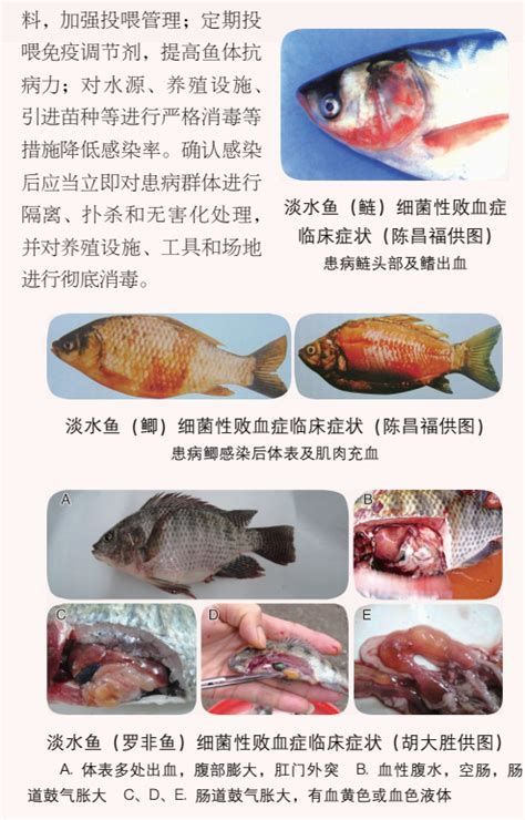 細(xì)菌性魚病有什么特點(diǎn)，細(xì)菌性魚病是水產(chǎn)養(yǎng)殖中最常見、危害最大的疾病之一