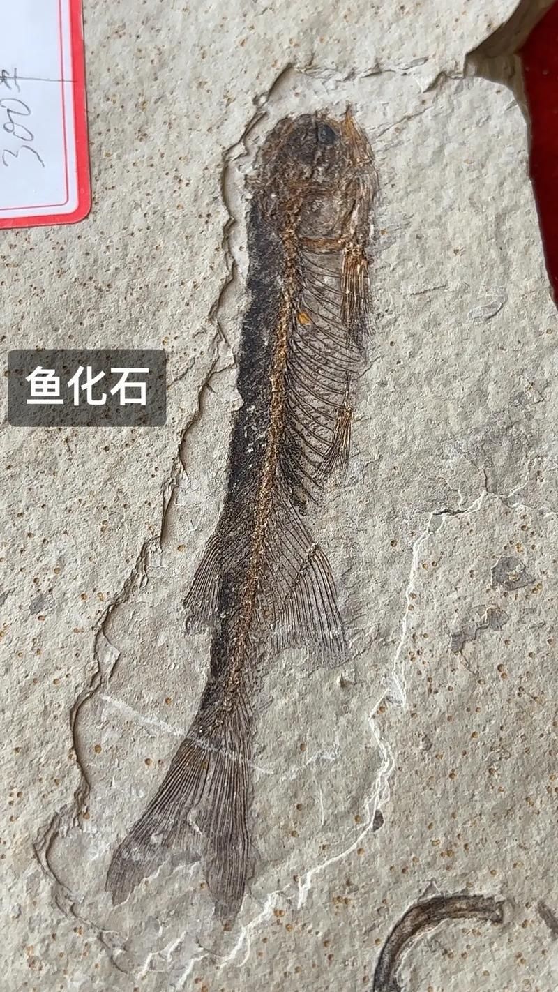 鷹手營子礦龍魚的特征是什么？，“鷹手營子礦龍魚”是什么魚？
