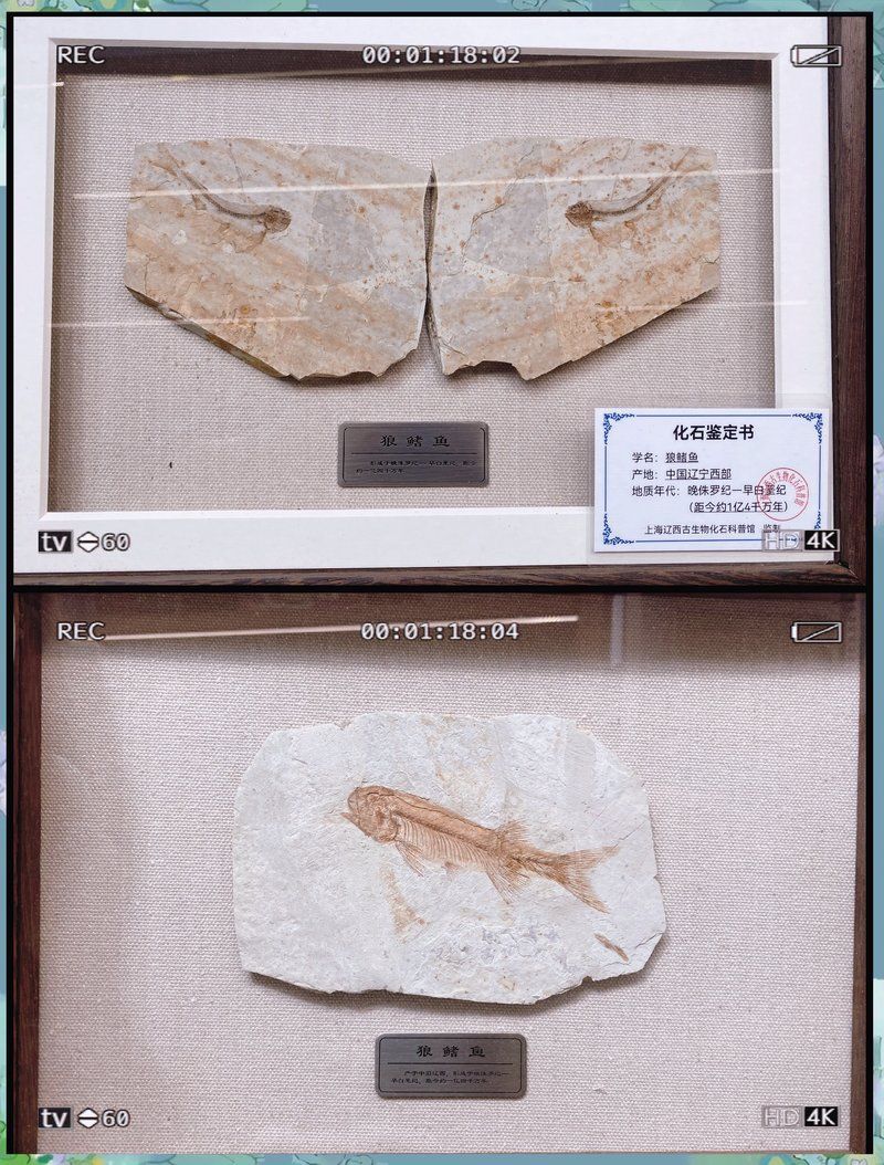 鷹手營子礦龍魚的特征是什么？，“鷹手營子礦龍魚”是什么魚？