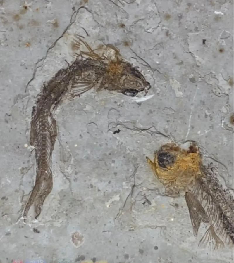 鷹手營子礦龍魚的特征是什么？，“鷹手營子礦龍魚”是什么魚？