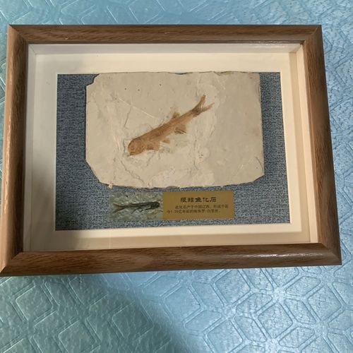 鷹手營子礦龍魚的特征是什么？，“鷹手營子礦龍魚”是什么魚？